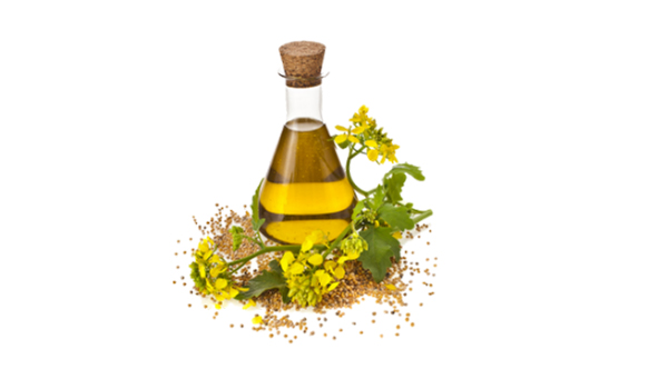 mustard essential oil uses