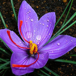 get 100 natural saffron zafran kesar absolute oil online get 100 natural saffron zafran kesar absolute oil online