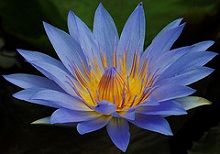 Blue Lotus absolute oil
