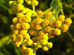 Helichrysum Absolute Oil