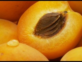 Apricot Oil